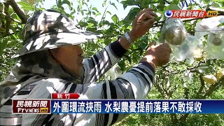 外圍環流挾雨 水梨農憂提前落果不敢採收－民視新聞