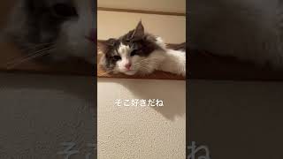 お泊まりするリキ #ノルウェージャンフォレストキャット #猫のいる暮らし