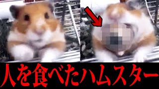 【怖い話】ペットにまつわる意味が分かると怖い話がツッコミどころ満載だったwwwwww#49【なろ屋】【ツッコミ】【都市伝説】【衝撃】