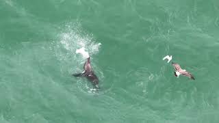 Cape Fur Seal feeding on a fish.