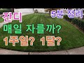 잔디 얼마나 자주 깎아야 / 잘라야 할까? 잔디깎기 빈도 / 주기 (잔디관리)