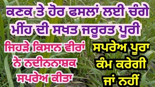 ਕਣਕ ਤੇ ਹੋਰ ਫਸਲਾਂ ਤੇ ਤੱਤਾਂ ਦਾ ਮੀਂਹ ਪਿਆ , ਮਾੜਾ ਅਸਰ ਕਿੱਥੇ ❓Rain beneficial effects on crops like wheat