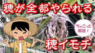 【稲作】穂イモチ発生の原因と対策【株式会社ミズホ】