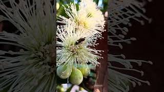 Buzzing Bees / ಜೇನು ನೊಣಗಳು ಮಕರಂದ ಹೀರುವ ದೃಶ್ಯ