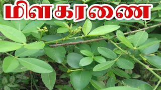 மிளகரணை மூலிகை|milakaranai      plant|malli mooligai