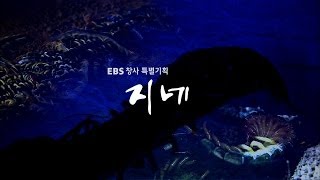 EBS 다큐프라임 - Docuprime 창사 특별기획 '지네'_#001