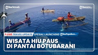 Menikmati Wisata Hiu Paus Gorontalo dengan Budget di Bawah Rp 100 ribu