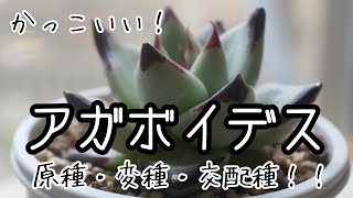 【多肉植物・かっこいい！アガボイデス系】原種からエボニー、交配種