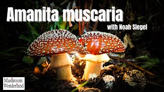 Amanita muscaria explained by Noah Seigel