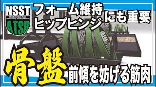 ヒップヒンジにも重要！骨盤前傾を妨げる筋肉とその改善方法