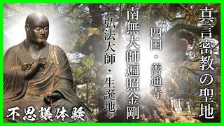 波動！南無大師遍照金剛　御宝号　なむだいしへんじょうこんごう　唱える・聴き流すだけ！真言・言霊と音の科学！　真言密教の聖地・善通寺！パワーある御神木に宿る波動エネルギーを感じる！