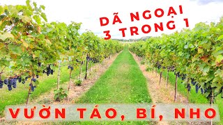 Đi hái táo, Bí, thăm vườn nho, Labonté de la pomme verger et miellerie| Vignoble Les Vents d'Ange⚜🇨🇦