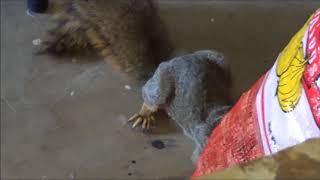 ARMENIAN DAD - YOU ARE STEALING MY NUTS!!!