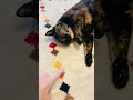 ゴロゴロするサビ猫ちゃん