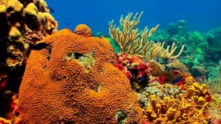 ★❤★ GIANT SEA TURTLES・CORAL REEF FISH・3 HOURS・BEST RELAX MUSIC・1080p HD ★❤★
