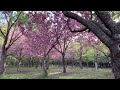 Maruyama Park Sapporo Hokkaido #maruyama #sapporo #viral #viralvideo #trending