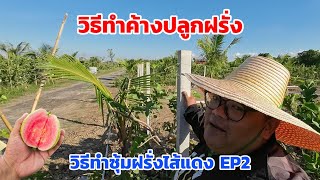 วิธีทำซุ้มฝรั่งไส้แดง ทำค้างปลูกฝรั้ง หงจ้วนสือ Ep2 | พี่ต้อม เกษตรปลอดสารพิษ