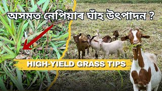 BH-18 Napier Farming Tips |অসমত নেপিয়াৰ ঘাঁহ উৎপাদন |Napire Grass in Assam