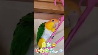 シロハラインコ華ちゃん🐥（早く💕歌🎤ブランコ💨綿棒👂）