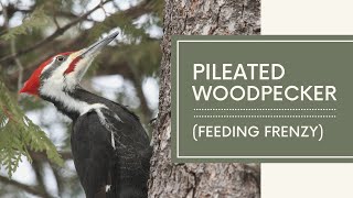 Pileated Woodpecker Video (Up Close Pecking and Feeding)