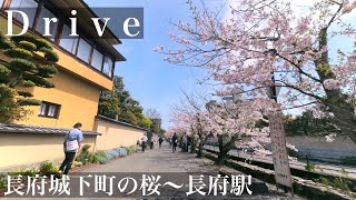 【車載動画】山口ドライブ　下関　桜名所　長府庭園　城下町〜長府駅　iPhone 4K60fps