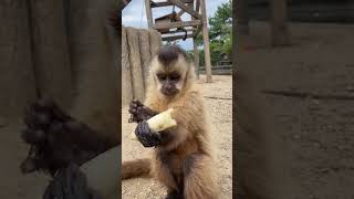 バナナをほおばる１歳のフサオマキザル Tufted capuchin girl is Eating BANANA🐒【海の中道海浜公園/動物の森】#shorts #animals #動物園 #サル