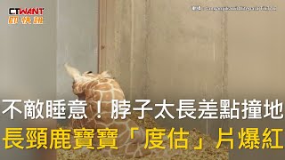 CTWANT 生活趣聞 / 不敵睡意！脖子太長差點撞地　長頸鹿寶寶「度估」片爆紅