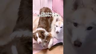 絶対にハスキーとくっついて寝たがるボーダーコリー(割り込む犬・動じない犬・迷惑そうな犬) #shorts