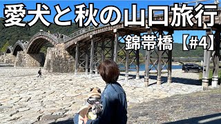 愛犬と秋の山口旅行　錦帯橋【#4】『木造アーチ構造の錦帯橋が圧巻の景色でパグのむぎ🐶はるがびっくり！』