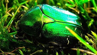 Rose chafer (Cetonia aurata) - Close-up ⁴ᵏ ᵁˡᵗʳᵃ ᴴᴰ