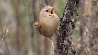 Scricciolo leucistico - Wren leucistic (Troglodytes troglodytes)