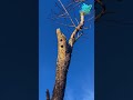 Exploring the World of Red-Bellied Woodpeckers. #shorts #birds  #nature