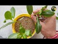 নয়নতারার কাটিং থেকে নতুন চারা তৈরি best way to grow cuttings of sadabahar propagation with result