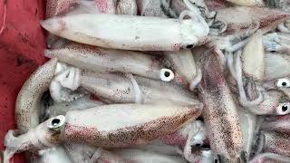 MỰC CÂU NHÁY XỊN XÒ