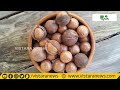 ಮೆಕಡೇಮಿಯಾ ಕೃಷಿ… 1 ಎಕರೆಗೆ ₹6 ಲಕ್ಷ ಲಾಭ vistara krishi macadamia nuts farming in shivamogga