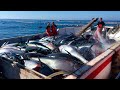 Havest Giant Bluefin tuna, Tuna Fishing Nets - Catch Hundred Tons Tuna Fish On Modern Boats #03