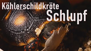 Köhlerschildkröte | Schlupf | Reptilium Landau