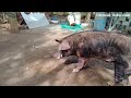 ഒരു പന്നി വളർത്തൽ വിജയഗാഥ pig farming kerala thrissur pig farm farming malayalam by dinesh.