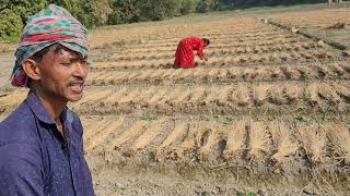 Rice straw mulching in  Parwal  (Tricosanthes dioica L) for better moisture, weed control \u0026  yield