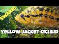 Yellow Jacket Cichlid Monster Swarm of Fry