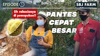 Cara Menanam Bibit Durian Musang King Dari Awal Pasti Cepat Besar!