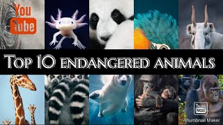 Top 10 endangered animals in the world |RINGS