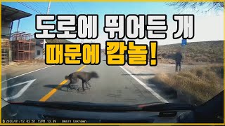 4262회. 갑자기 뛰어 든 개 때문에 급제동했습니다. 사고는 안 났지만 만일에 사고났으면 과실비율은 어떻게 될까요?