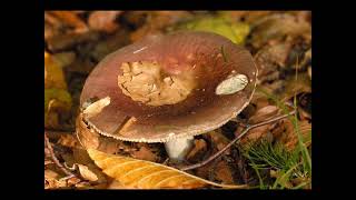 Russula romellii