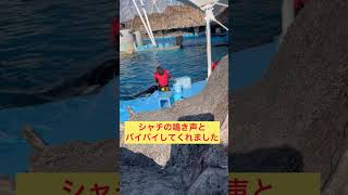 名古屋港水族館シャチの鳴き声とバイバイしてくれました ＃Shorts