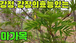 한국의 약용식물(마가목)-강정,강장효과가있는 산나물-텃밭농부