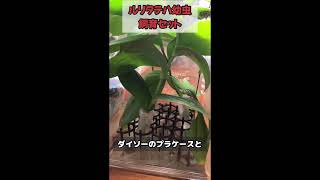 【蝶飼育】ルリタテハ幼虫を避難させました。週末台風予報