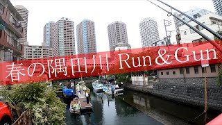 【シーバス】4月後半の隅田川 Night \u0026 Morning 【東京湾シーバスチャンネル】支流、橋脚、岸際 Run＆Gunノリノリ大作戦