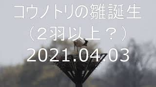 コウノトリの雛誕生（２羽以上？）