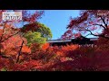 autumn leaves at tofukuji temple in kyoto japan peak season views and tsutenkyo bridge 4k